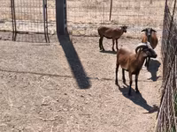 雄羊, Cameroon sheep — 写真 2