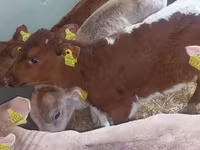 Bik, Simmental cattle — fotografija 6