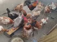 Chickens — Foto 3