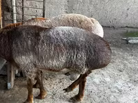 绵羊（批次，未指定性别）, Sheep — 照片 4