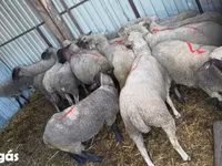 Sheep, Sheep — photo 2