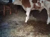 Taureau, Simmental cattle — photo 2