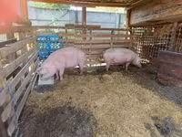 Eber, Schweine — Foto 2