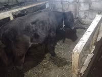 Bull, Aberdeen-Angus — photo 4