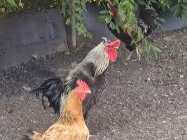 Chickens