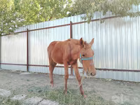 Kobyła, Konie — zdjęcie 1