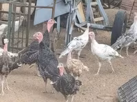 Turkeys — zdjęcie 1