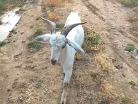 Koza, Козе — fotografija 3