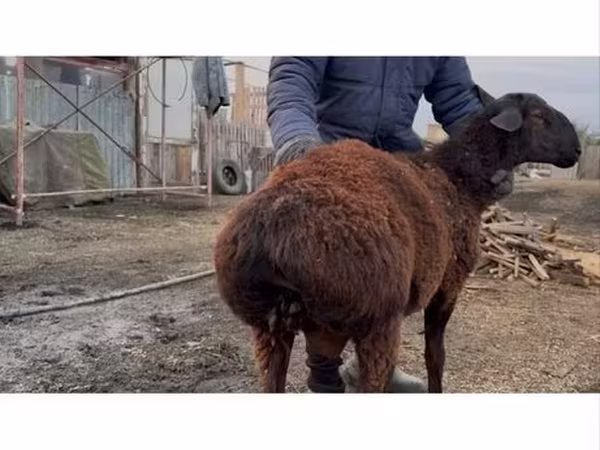 Baran, Hissar sheep