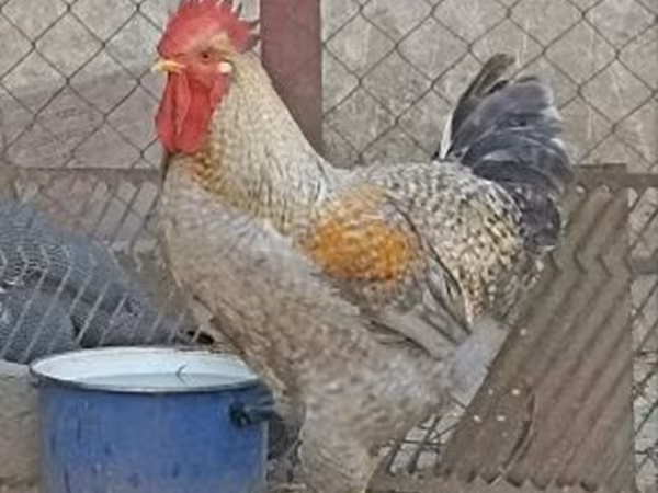 Chickens