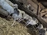 Sheep, Sheep — photo 6