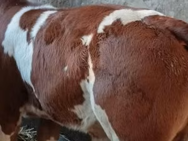 Byk, Simmental cattle