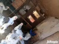 婆罗门鸡 — 照片 2