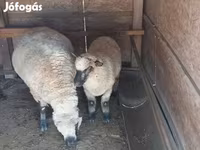 Widder, Shroshire sheep — Foto 2