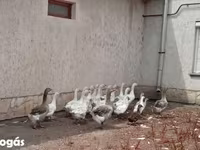 Geese — photo 2