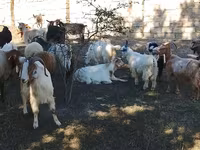 Cabras (lote, sexo não especificado), Cabras — foto 3