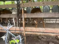 Cabra, Cabras — foto 2