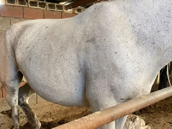 Jument, Chevaux