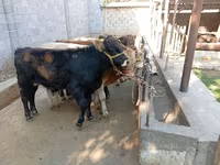 雄牛, Swiss cattle — 写真 6