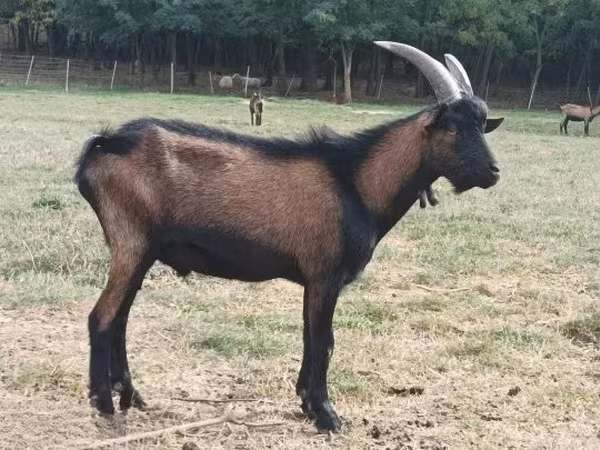 Kozioł, Alpine goat — Węgry