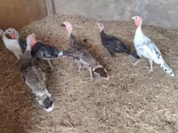 Turkeys — zdjęcie 2
