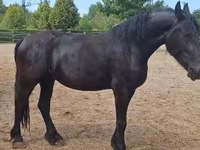 فرس, Friesian — الصورة 2