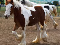 Mare, Gypsy horse — photo 2