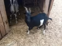 बकरा, बकरियाँ — फ़ोटो 3