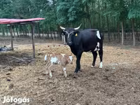 Cow, Hungarian Grey breed — photo 1