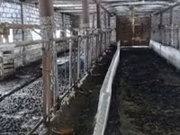 Krava, Bukovinski fabrički tip crveno-šarene ukrajinske krave — fotografija 2
