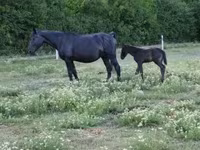 Yegua, Nonius horse — foto 3