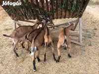 Cabro, Alpine goat — foto 3