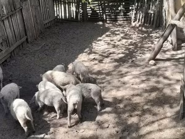 Krmača, Мангалица