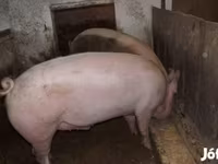 Schweine (Partie, Geschlecht nicht angegeben), Крупная белая — Foto 2