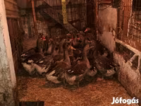 Geese — الصورة 1
