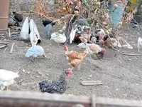Guinea fowl — foto 2