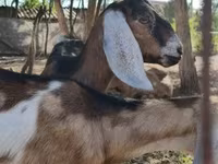 Koza, Nubian Goat — fotografija 1