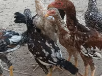 Chickens — fotografija 8