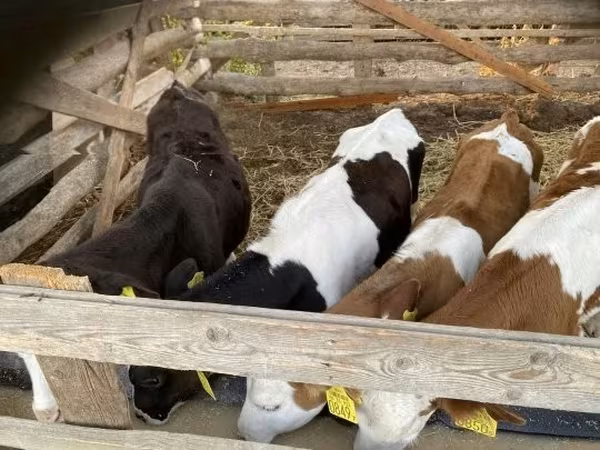 雄牛, Simmental cattle — ハンガリー