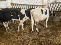 Krava, Russian Black pied cattle — fotografija 3