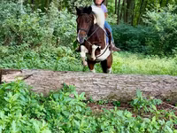 Pastuv, Pinto horses — fotografija 6