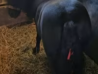 Caballo, Caballos — foto 1