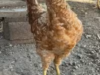 Chickens — الصورة 6