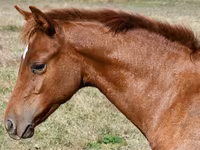 雌馬, Quarter Horse — 写真 2
