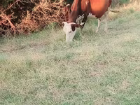 母牛, Latvian Blue cattle — 照片 6
