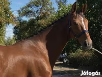 Yegua, Hanoverian — foto 4