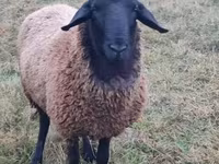 公羊, Tsigai sheep — 照片 3