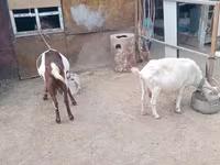 Kozioł, Kozy — zdjęcie 6
