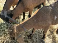 Goat, Alpine goat — photo 2