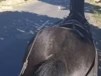 Бие, Hungarian horse breed — 3-сурет